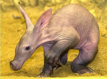 Oryctérope 