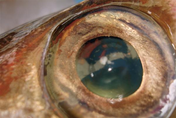 œil de poisson œil de poisson