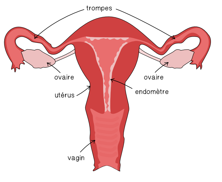 L'appareil reproducteur féminin