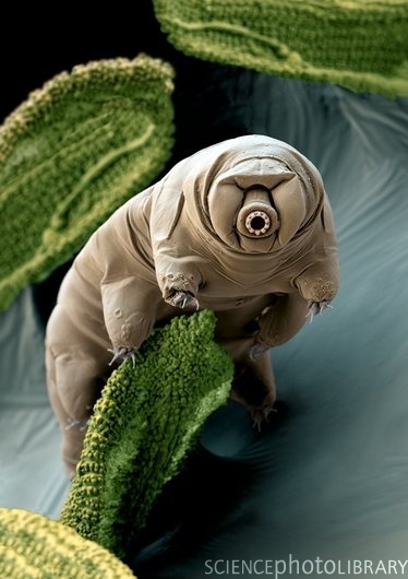 Hallo&nbsp;! From the waterbear&nbsp;! 