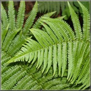 Qui l'eût cru&nbsp;? 