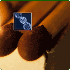 Thiomargarita namibiensis