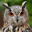 hibou grand duc