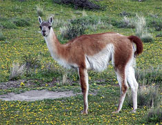 Guanaco