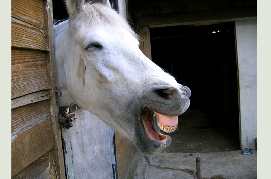 Cheval boute-en-train